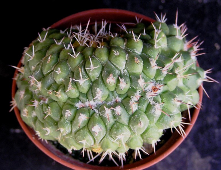 Mammillaria compressa f. cristata :: Kaktusy-fabian