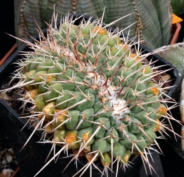Mammillaria compressa f. cristata :: Kaktusy-fabian