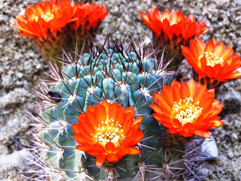 Acanthocalycium variiflorum :: Kaktusy-fabian