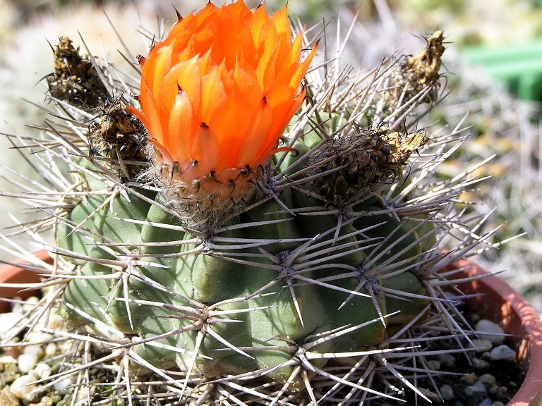 Acanthocalycium variiflorum :: Kaktusy-fabian
