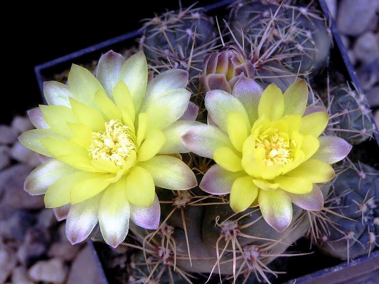Gymnocalycium andreae v. grandiflora, Sierra Grande :: Kaktusy-fabian