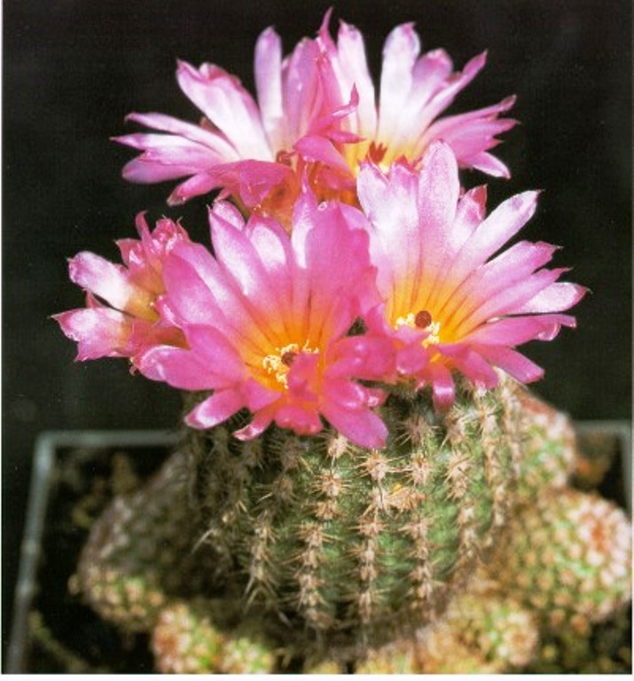 Notocactus rutilans f. štorianus :: Kaktusy-fabian