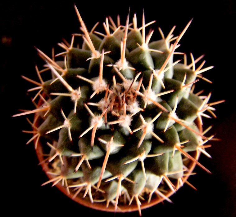 Mammillaria seitziana :: Kaktusy-fabian