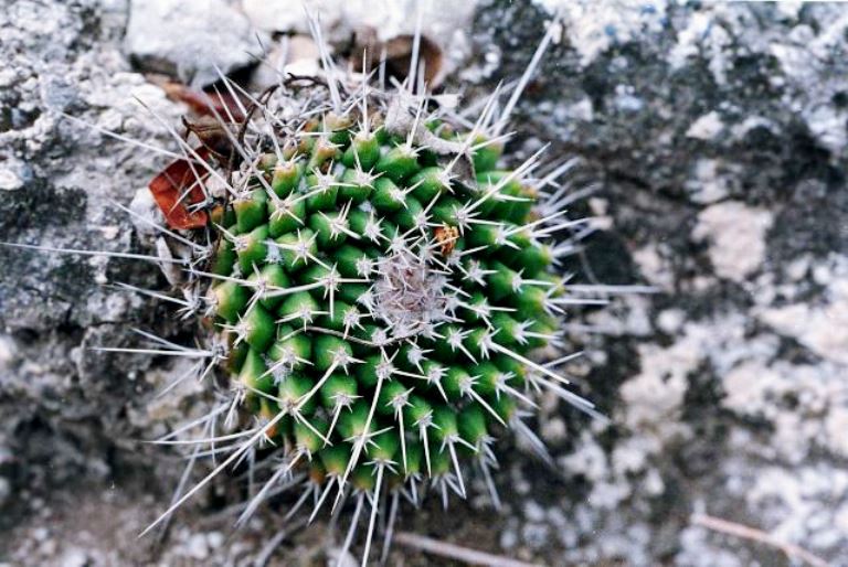 Mammillaria seitziana :: Kaktusy-fabian