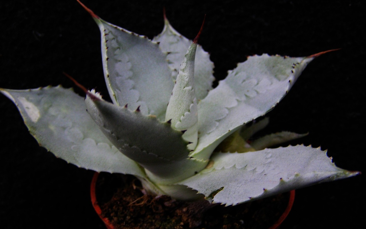 Agave pygmaea (Agave seemanniana v. pygmaea) :: Kaktusy-fabian