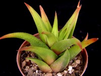 Haworthia glabrata ,Bashee River, :: Kaktusy-fabian