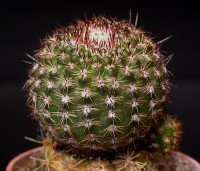 Notocactus rutilans f. štorianus :: Kaktusy-fabian