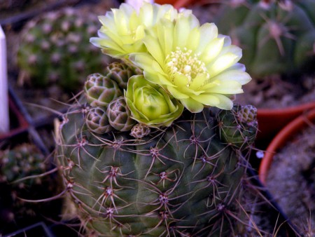 Gymnocalycium andreae :: Kaktusy-fabian