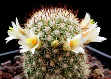Mammillaria multidigitata San Pedro Nolasco Island :: Kaktusy-fabian