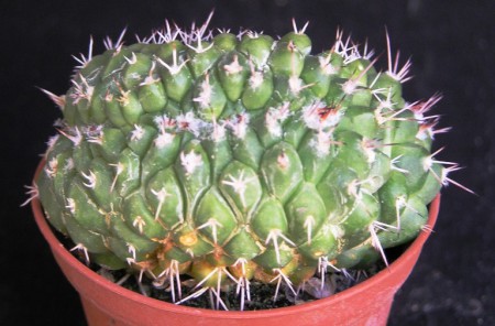 Mammillaria compressa f. cristata :: Kaktusy-fabian