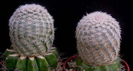 Echinocereus primolanatus PJ 75, Hipolito, Coahuila :: Kaktusy-fabian