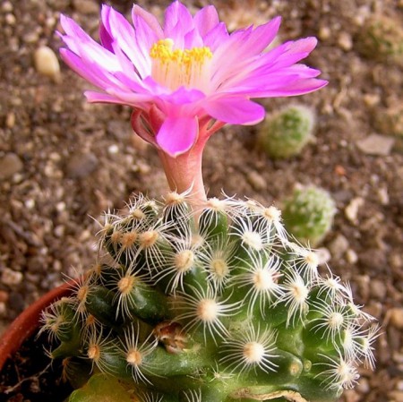 Mammillaria roczekii :: Kaktusy-fabian