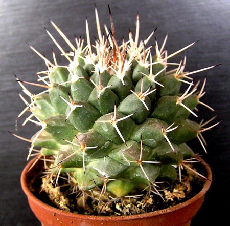 Mammillaria seitziana :: Kaktusy-fabian